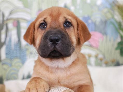 sharp eagle puppy